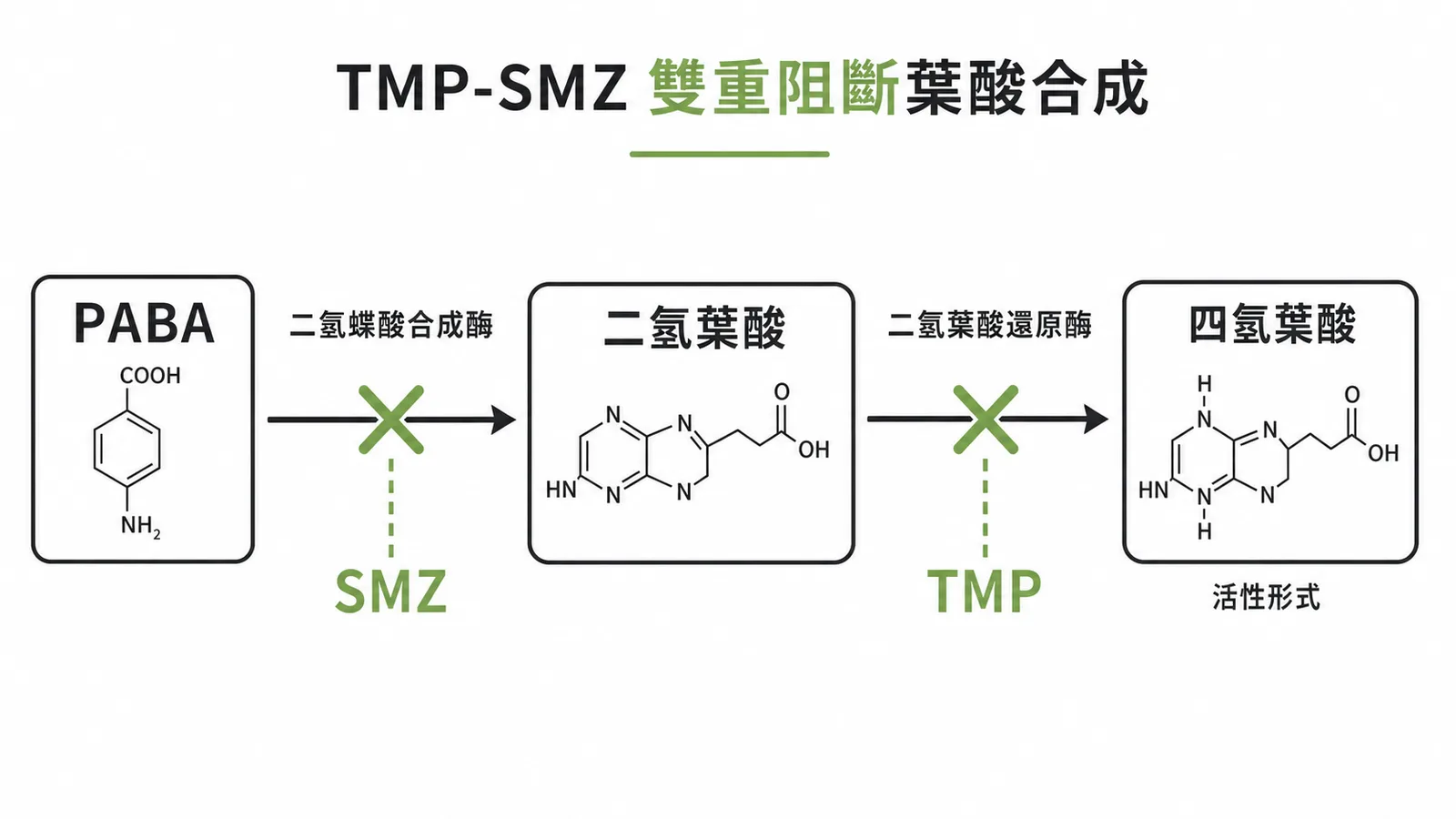 TMP-SMZ 雙重阻斷葉酸合成途徑示意圖