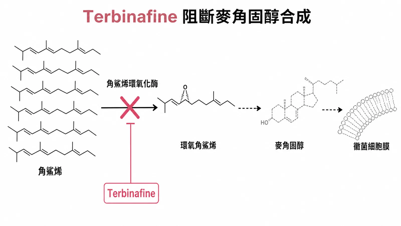 Terbinafine 阻斷麥角固醇合成途徑示意圖