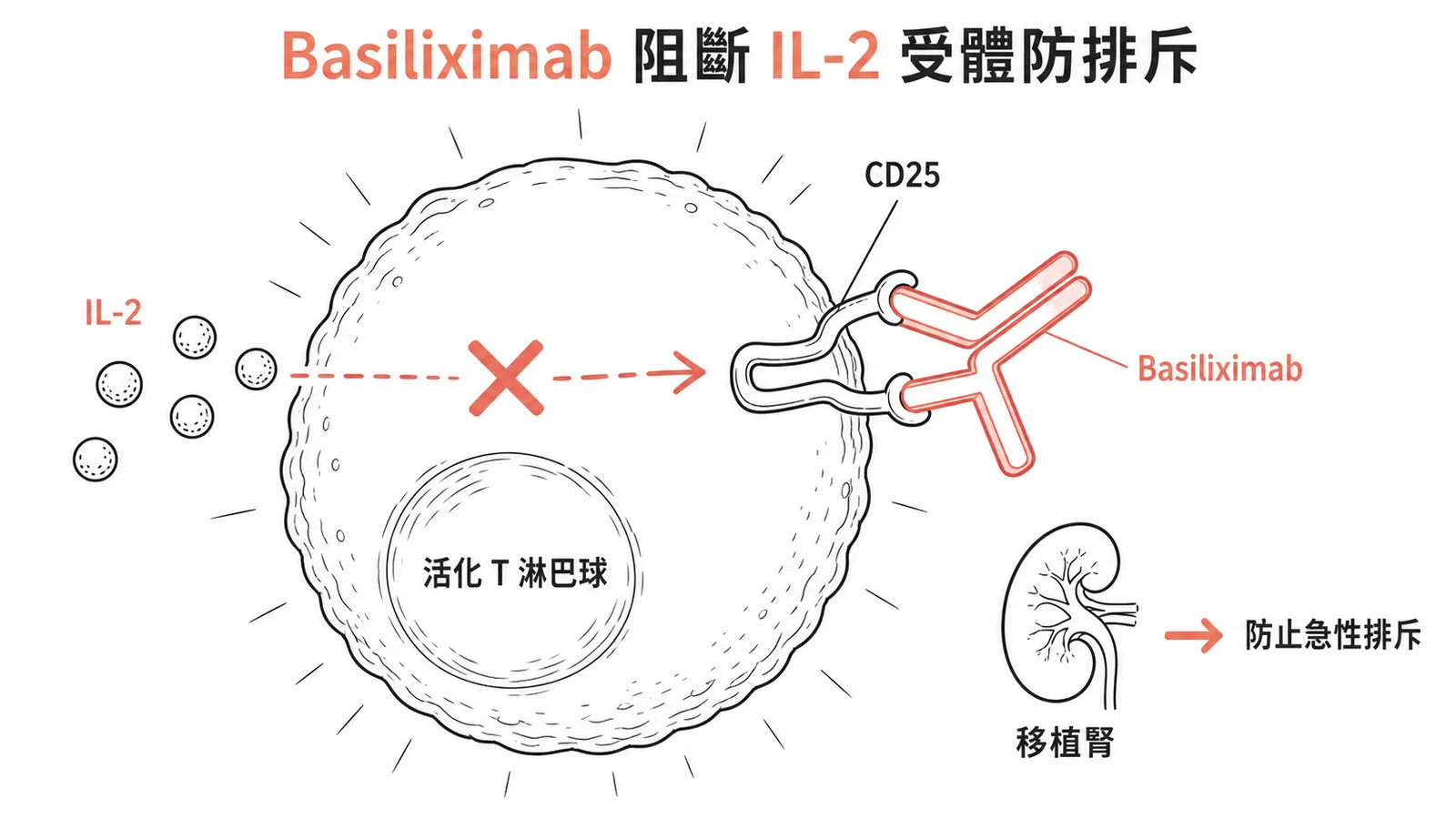 Basiliximab 阻斷 IL-2 受體防止移植排斥