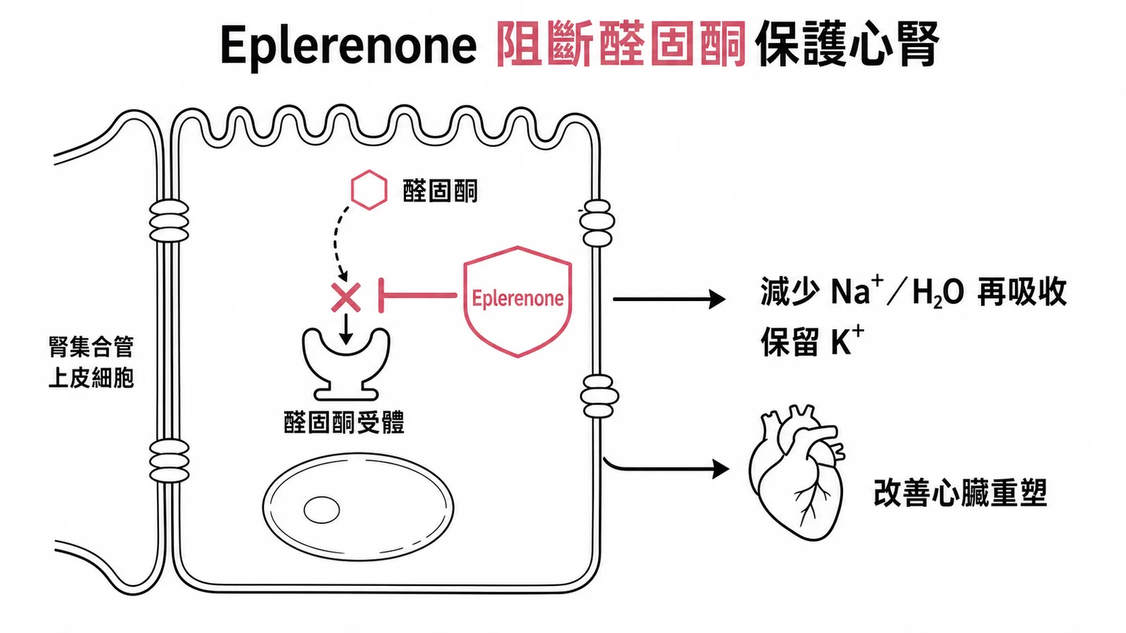 Eplerenone 阻斷醛固酮受體保護心腎