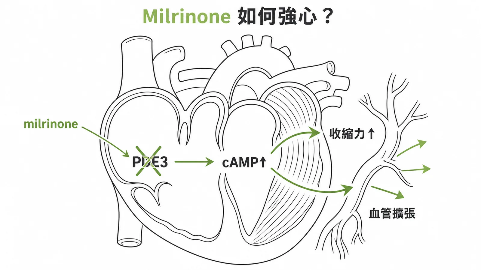 Milrinone（PDE3 抑制劑）增加 cAMP 強化心肌收縮力並擴張血管