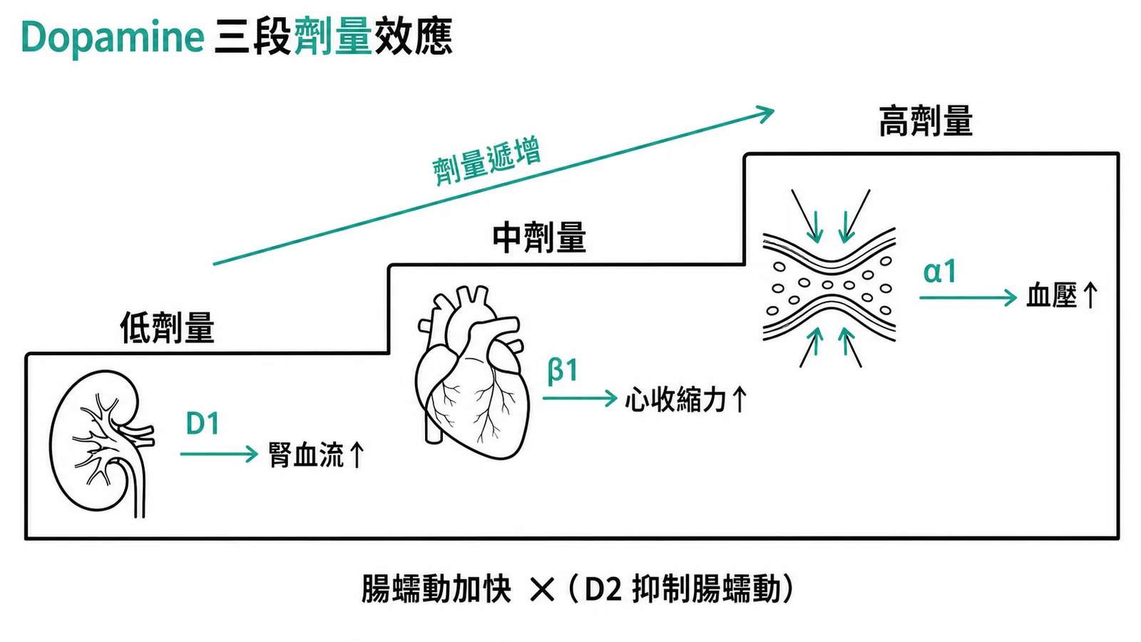 Dopamine 三段劑量效應：低劑量 D1 腎血流↑、中劑量 β1 強心、高劑量 α1 升壓