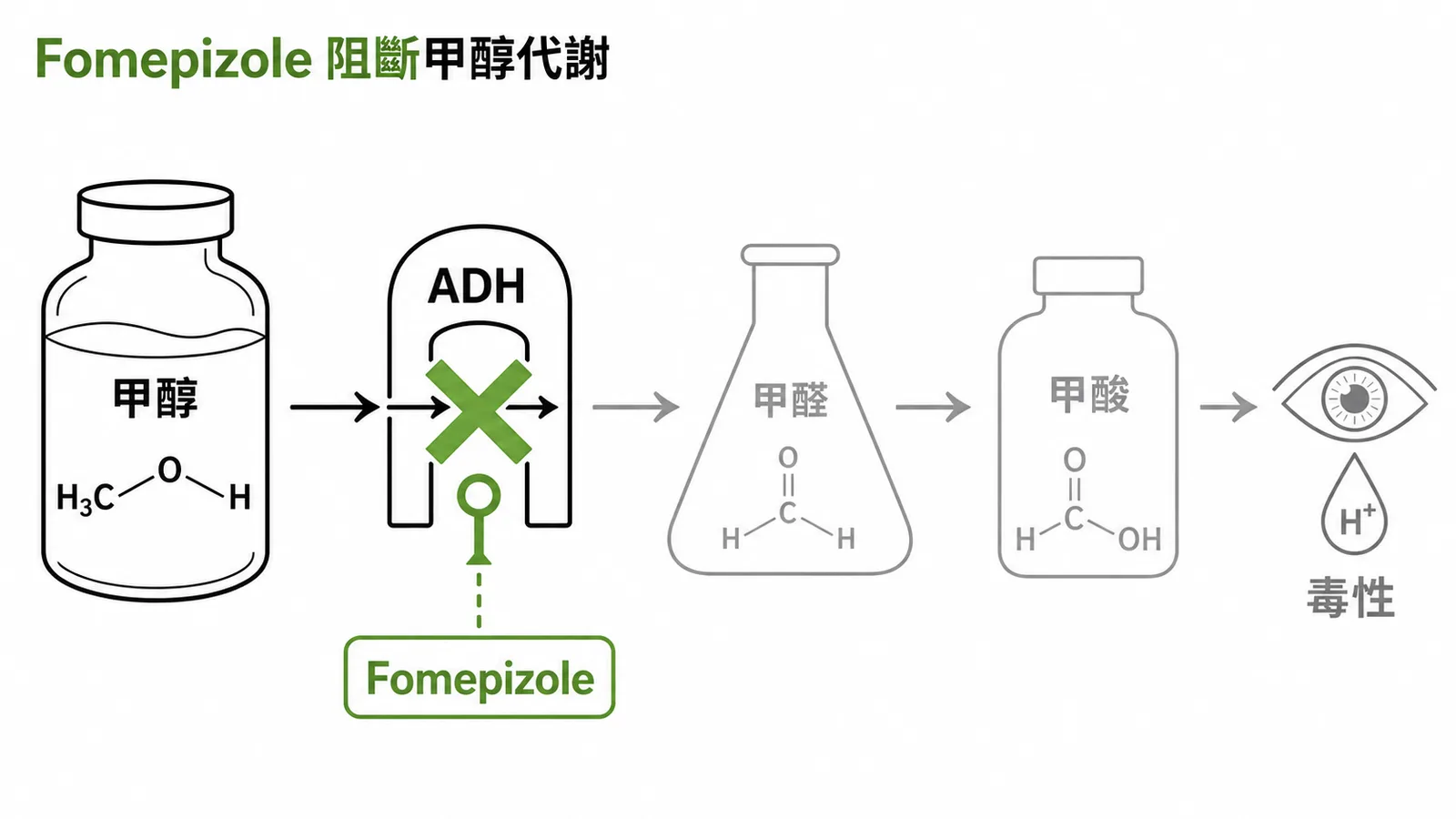 Fomepizole 阻斷 ADH 防止甲醇代謝成有毒甲醛和甲酸的流程圖