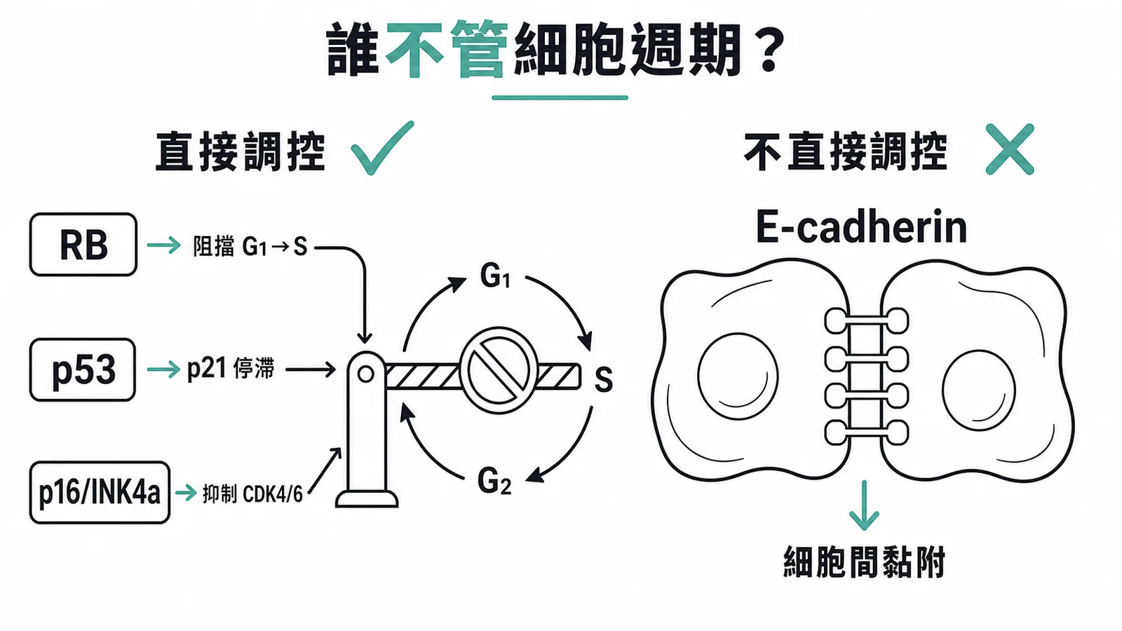 抑癌蛋白與細胞週期調控對照：RB、p53、p16直接調控，E-cadherin負責細胞黏附不管細胞週期