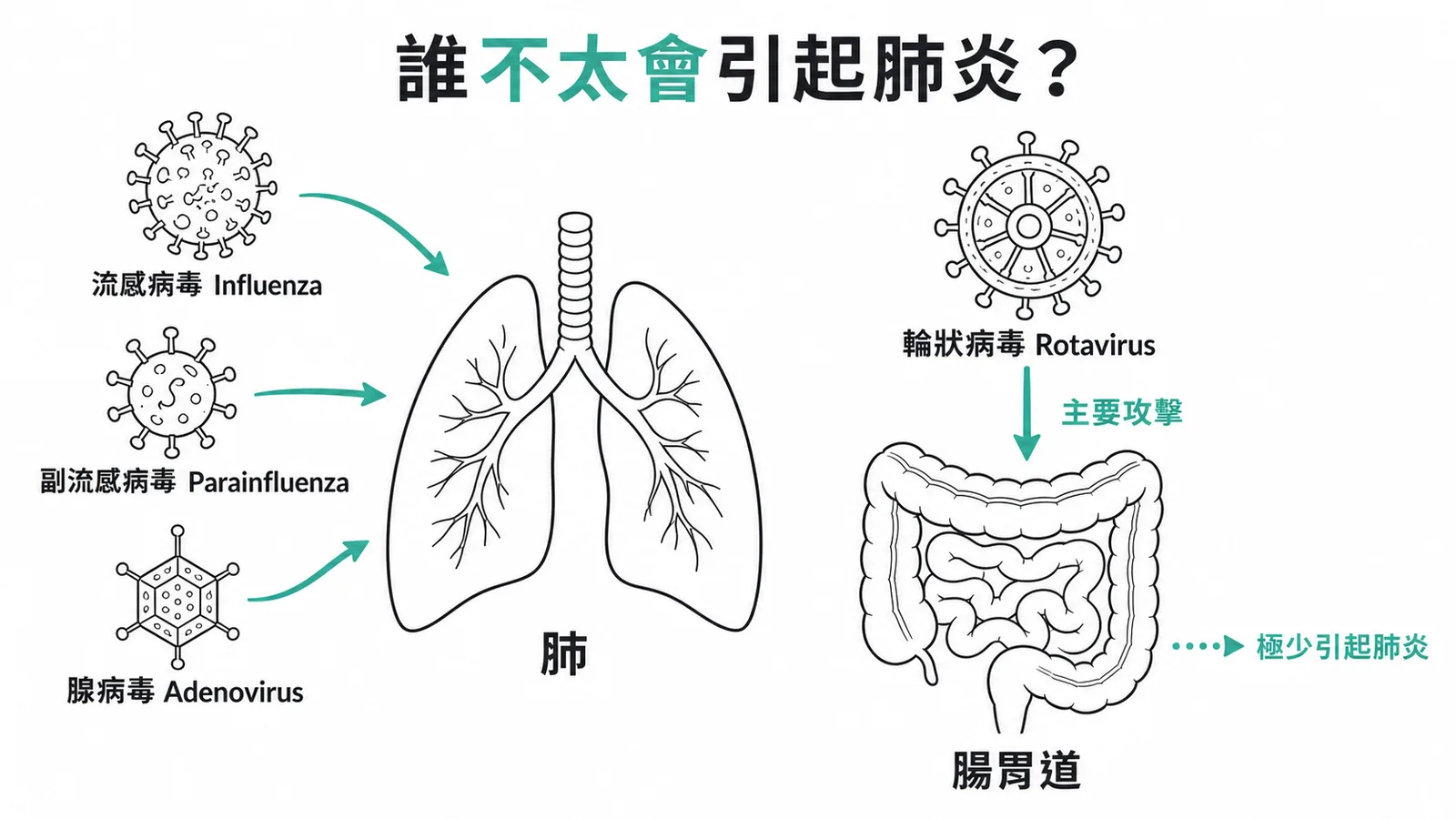 病毒性肺炎病原對照：流感副流感腺病毒攻擊肺部，輪狀病毒主攻腸胃道極少引起肺炎