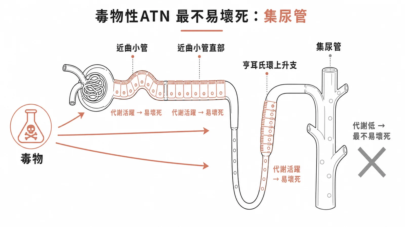 毒物性ATN最不易壞死部位：集尿管代謝低不易受損