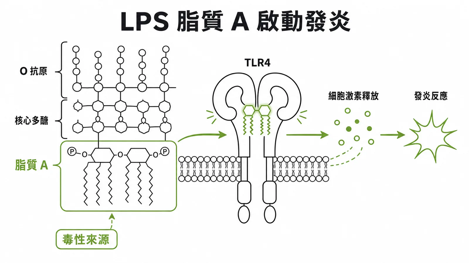 LPS 三層結構與脂質 A 結合 TLR4 啟動發炎反應的示意圖