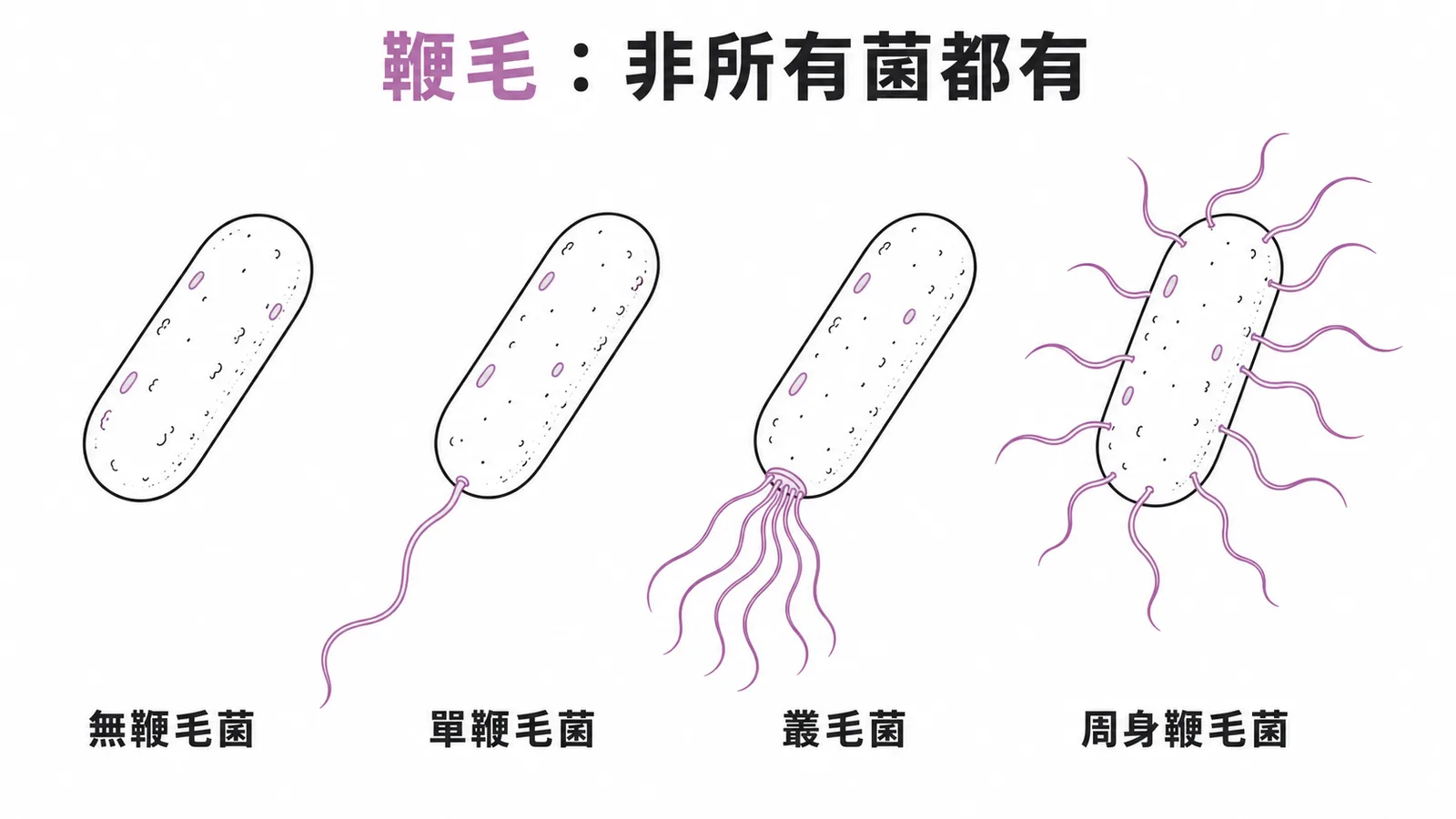 四種細菌鞭毛排列型態:無鞭毛、單鞭毛、叢毛、周身鞭毛比較