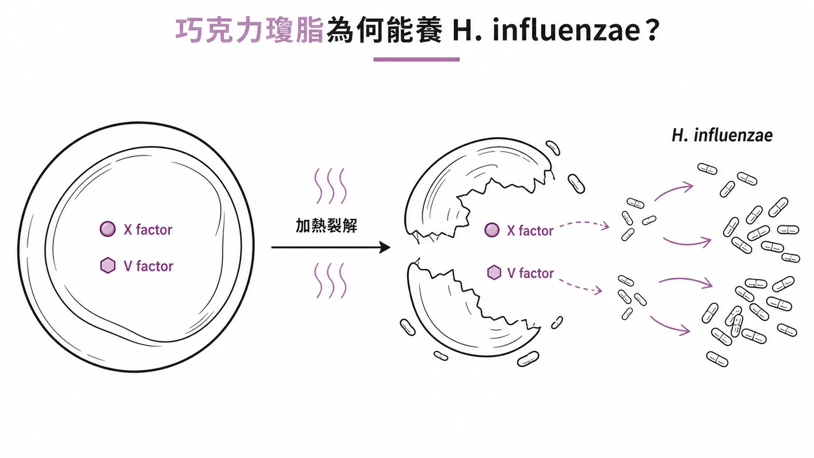 巧克力瓊脂加熱裂解紅血球釋出X與V factor供H. influenzae生長