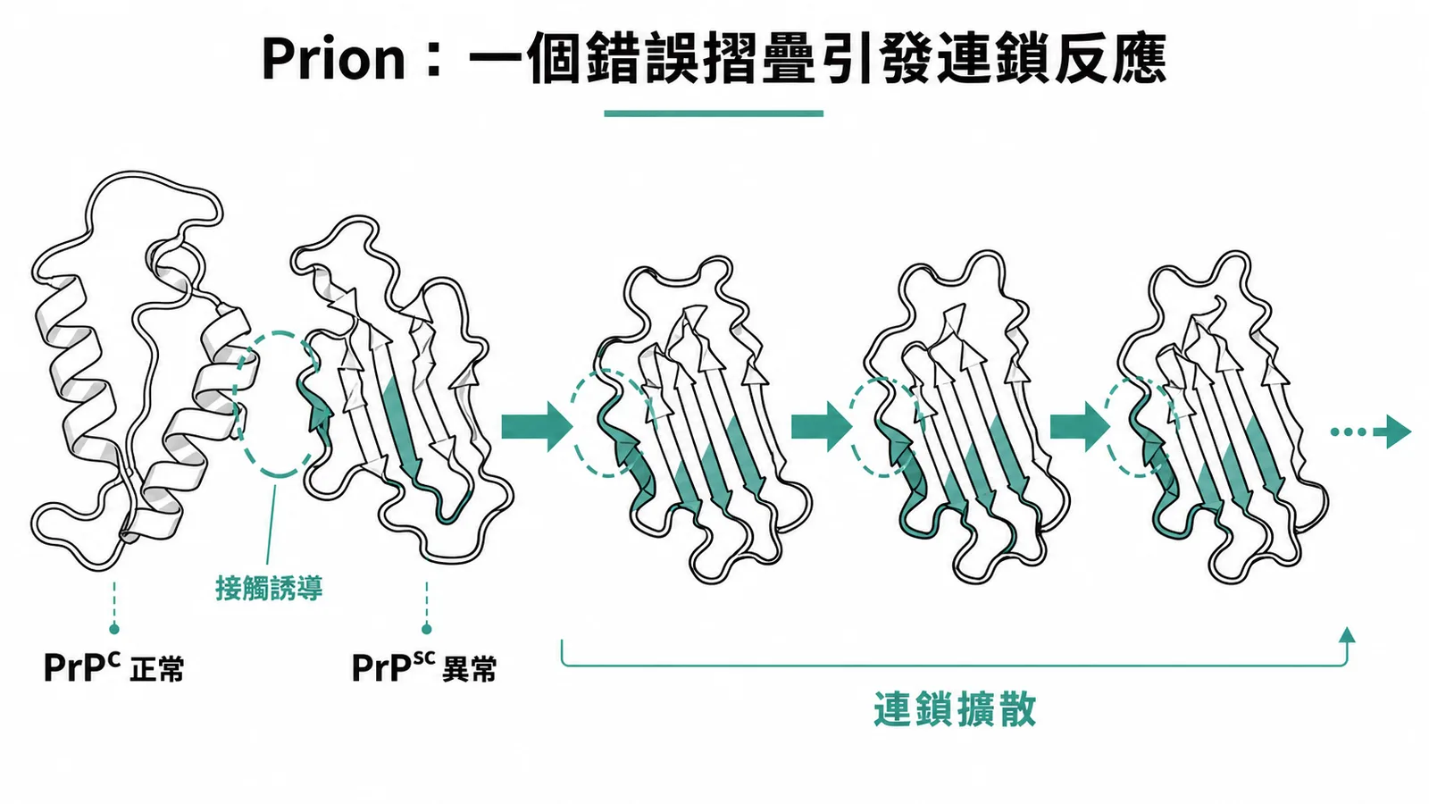 PrPSc異常蛋白誘導PrPC錯誤摺疊的連鎖擴散反應