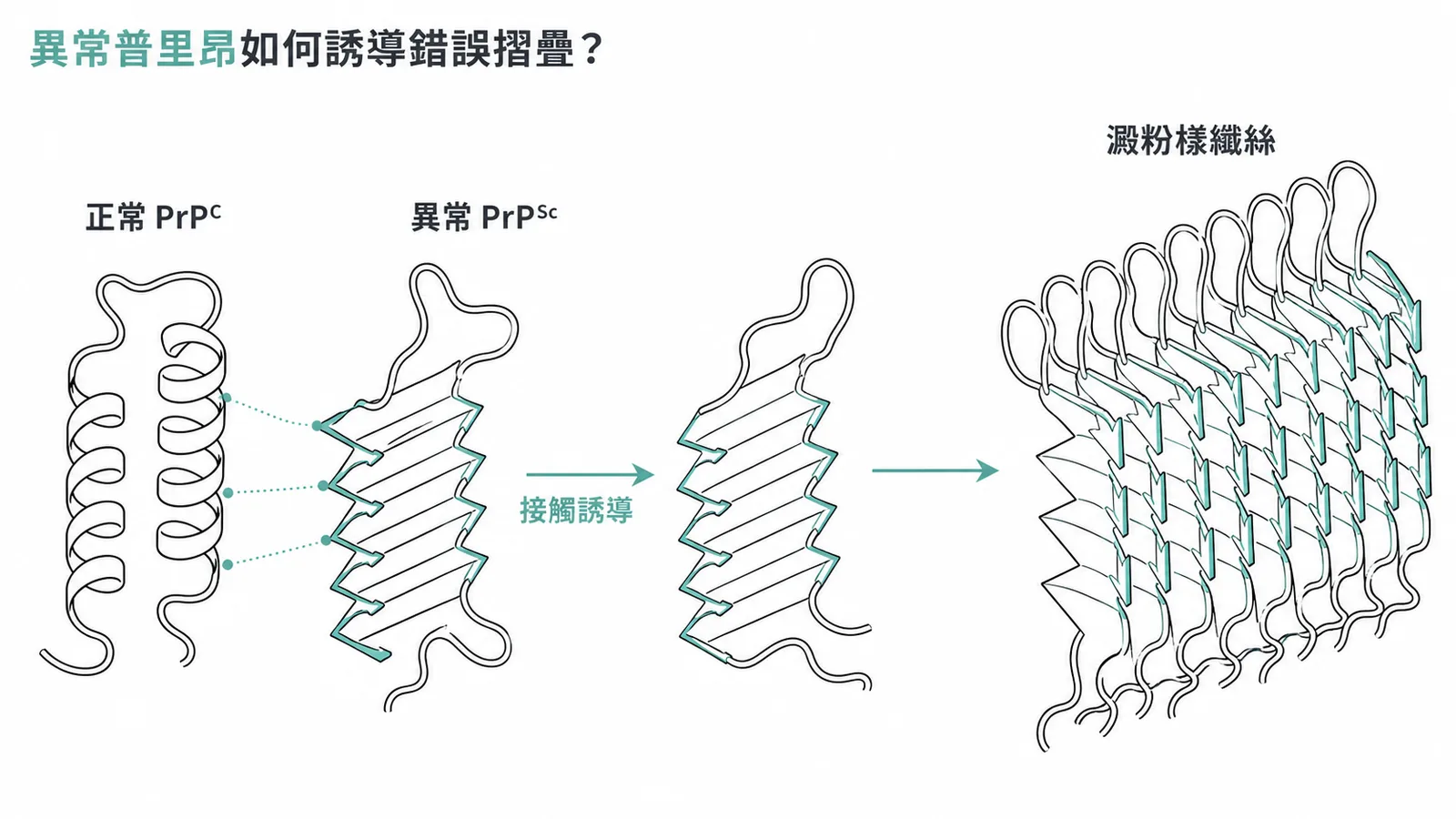 異常普里昂蛋白PrPSc誘導正常PrPC錯誤摺疊並聚集成澱粉樣纖絲的過程示意圖