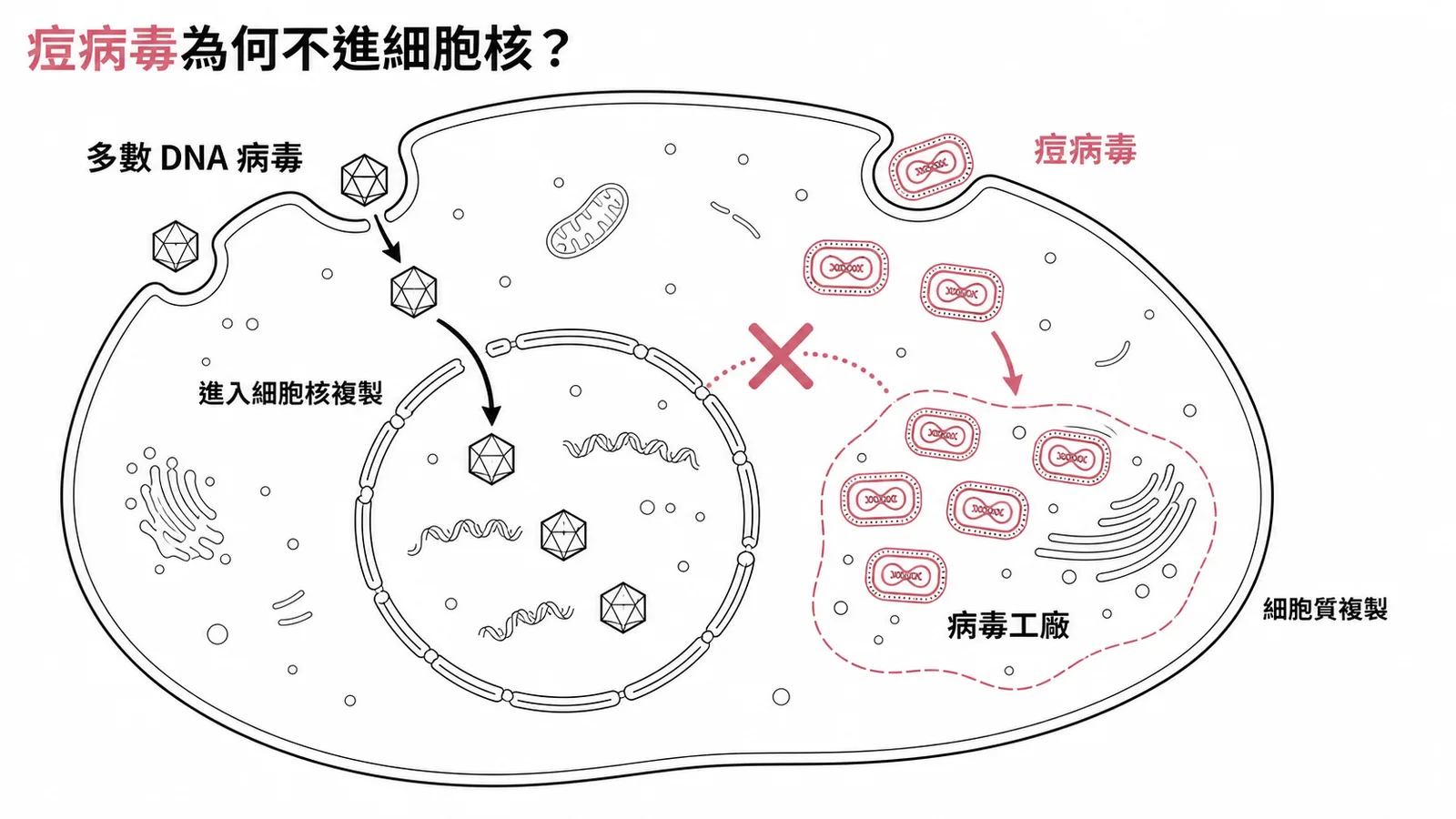 痘病毒在細胞質中複製而非進入細胞核的對照示意圖