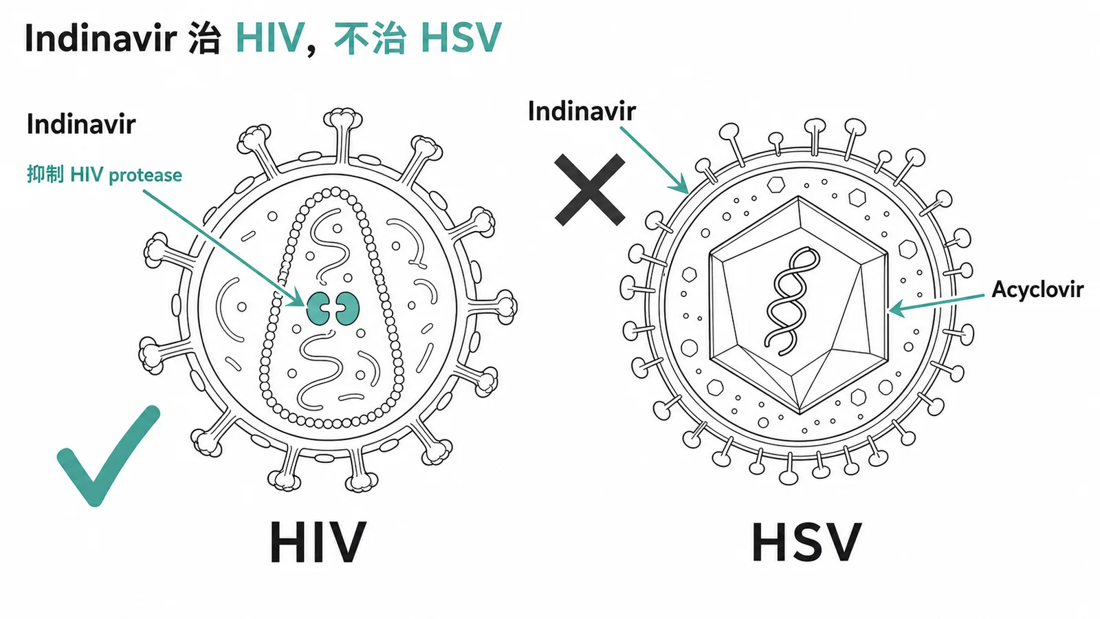 Indinavir治HIV打勾、治HSV打叉的藥物靶點對照圖