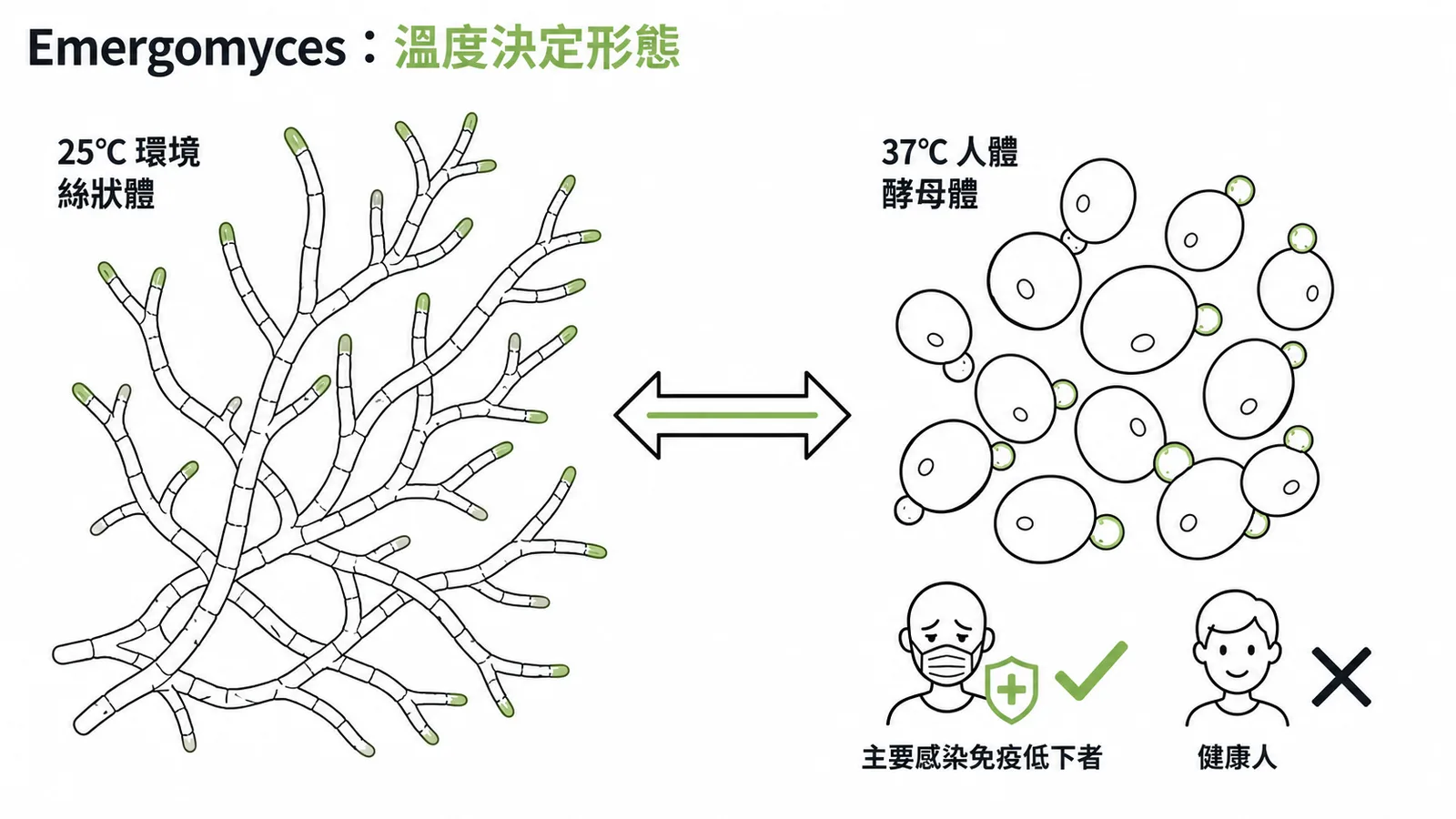 Emergomyces溫度雙型性及主要感染免疫低下者的對照示意圖