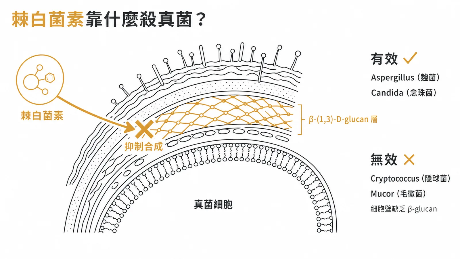 棘白菌素抑制β-glucan合成對Aspergillus有效對Cryptococcus無效的示意圖