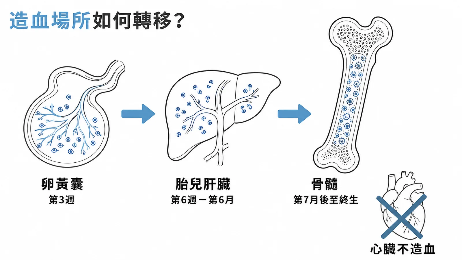 胚胎造血場所從卵黃囊到肝臟到骨髓的時序轉移圖,心臟打叉不造血