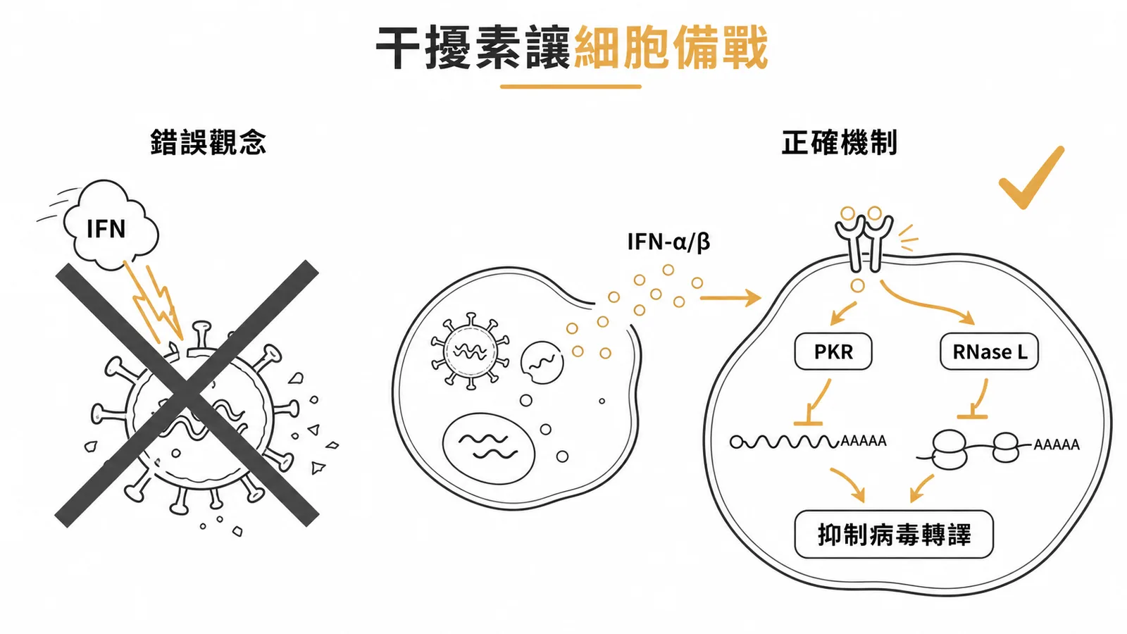 干擾素不直接殺病毒而是誘導PKR和RNaseL讓細胞進入抗病毒狀態的對照圖