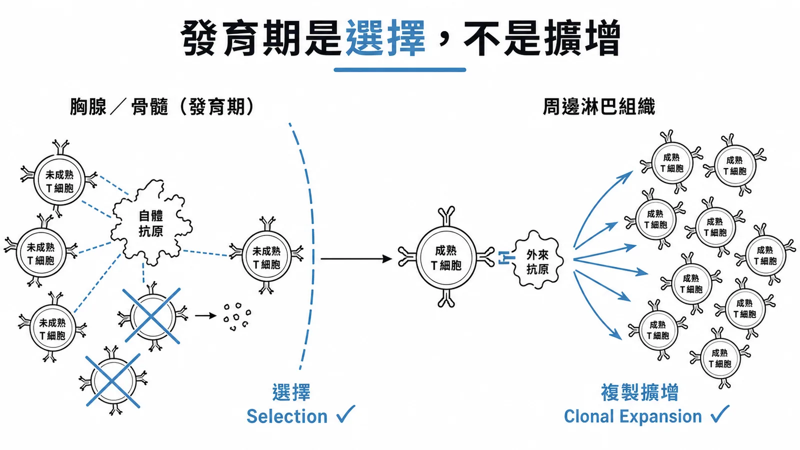 淋巴細胞發育期進行選擇篩選而非複製擴增的對照示意圖