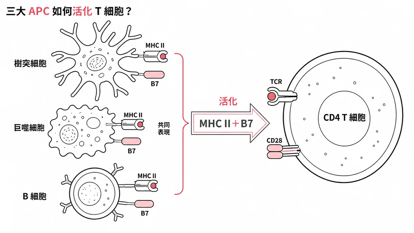 三大專業抗原呈獻細胞如何透過 MHC II 與 B7 共同活化 CD4 T 細胞