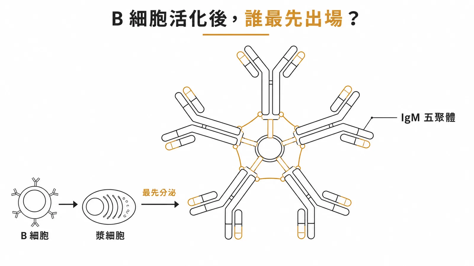 B 細胞活化後最先分泌的 IgM 五聚體示意圖