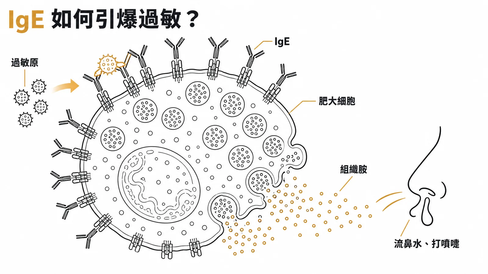 IgE 與肥大細胞交聯引發第一型過敏反應機轉示意圖