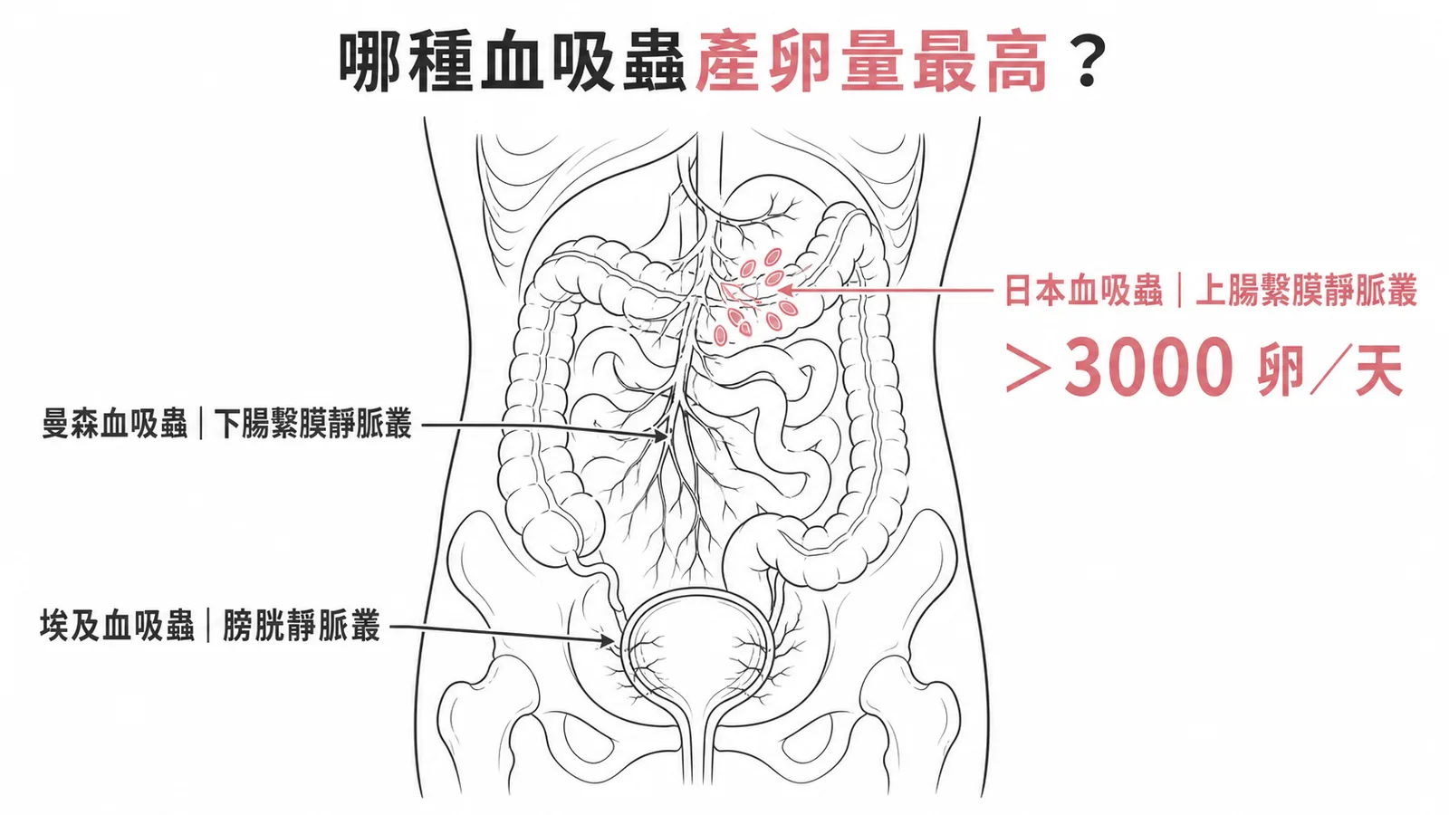 三種血吸蟲寄生位置與產卵量比較:日本血吸蟲每日超過三千顆卵