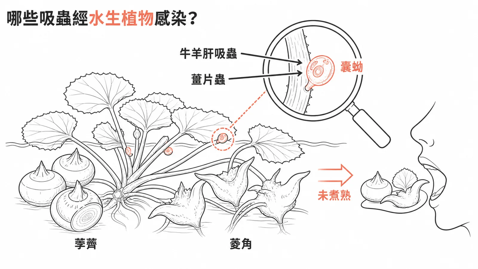 牛羊肝吸蟲與薑片蟲的囊蚴附著在水生植物上,食入未煮熟即感染