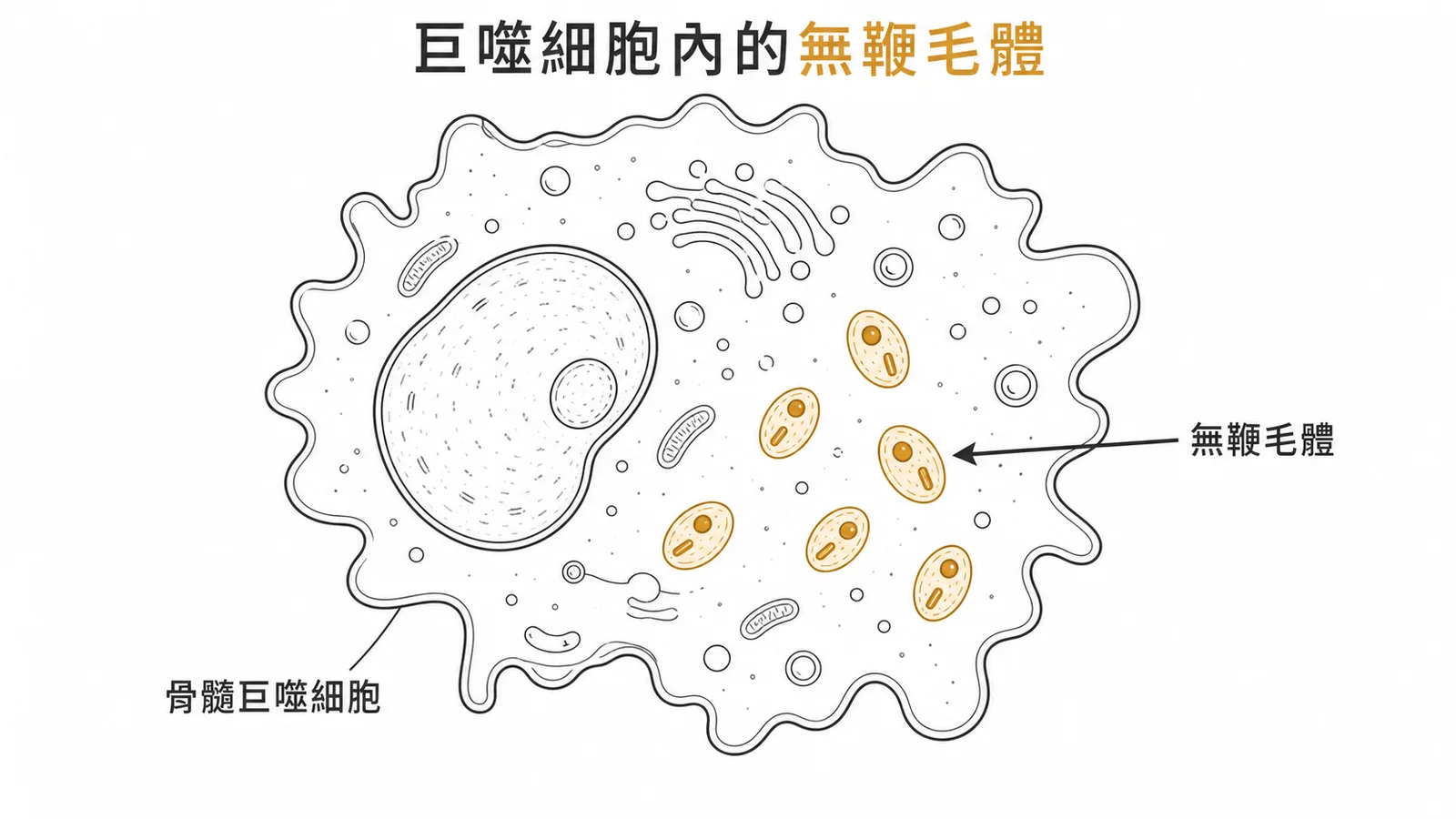骨髓巨噬細胞內的無鞭毛體是診斷內臟利什曼病的金標準