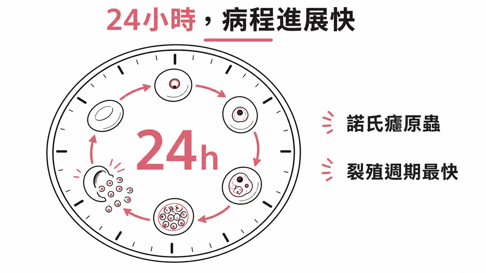 諾氏瘧原蟲裂殖週期僅二十四小時,是所有人類瘧原蟲中最快的