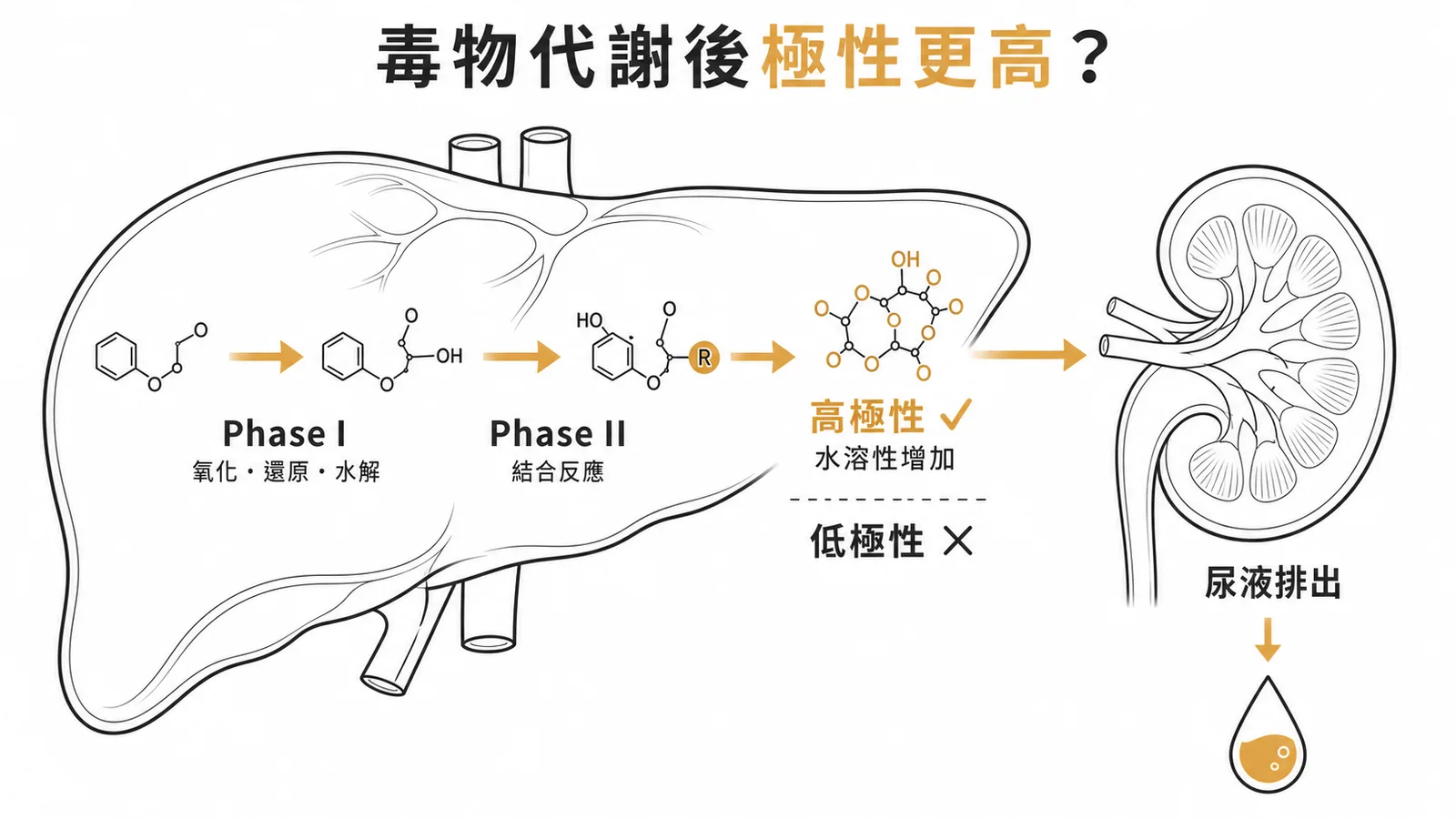 毒物代謝兩階段：Phase I 氧化水解後經 Phase II 結合反應使極性增高，利於腎臟排出
