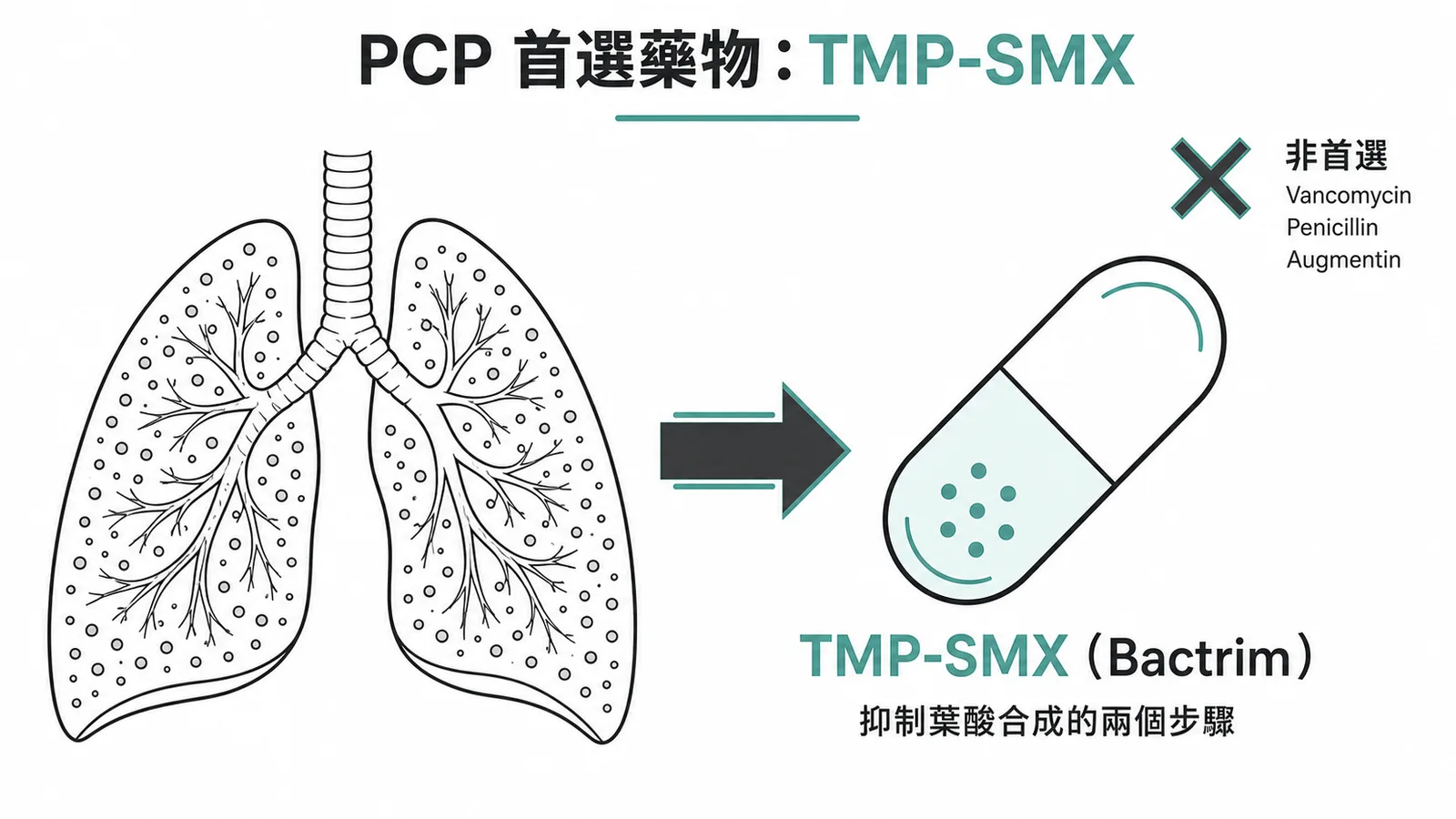 PCP 首選藥物 TMP-SMX：透過抑制葉酸合成兩步驟治療肺囊蟲肺炎