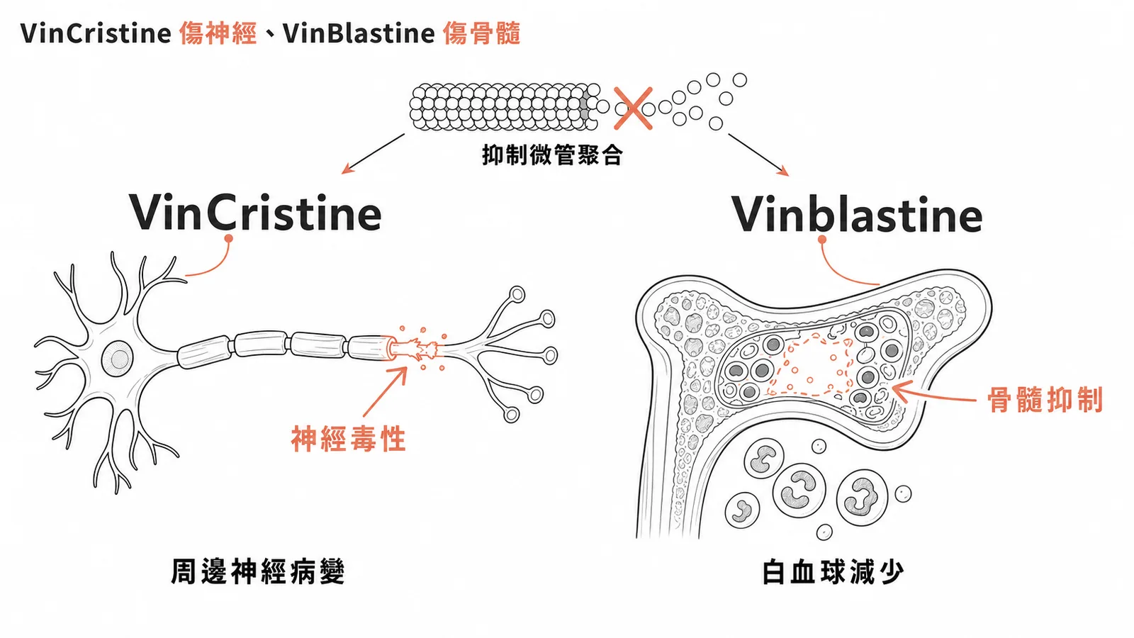 VinCristine 傷神經、VinBlastine 傷骨髓：兩者共同抑制微管聚合但劑量限制毒性不同