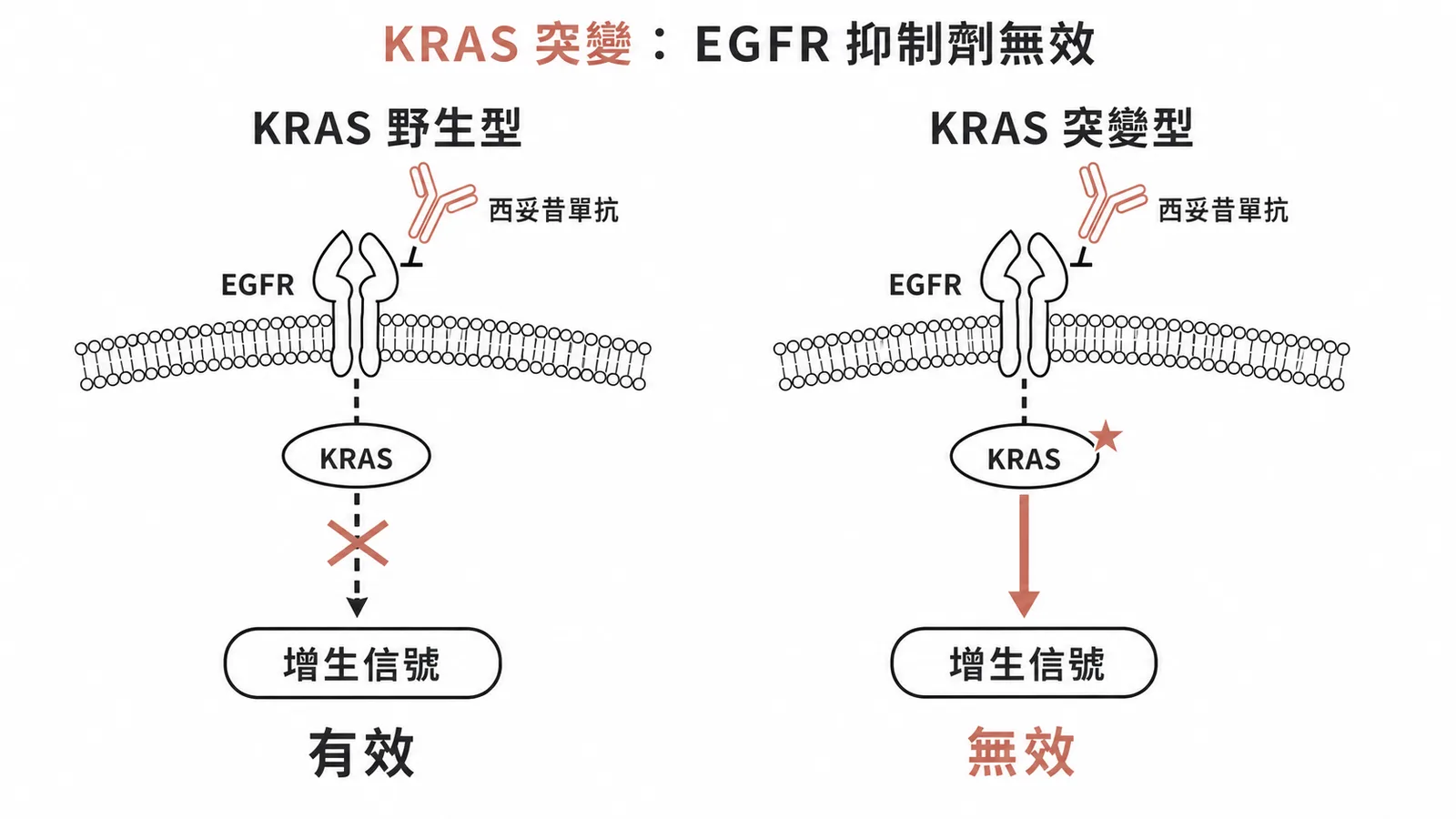KRAS 突變使 EGFR 抑制劑無效：突變型 KRAS 持續活化下游增生信號