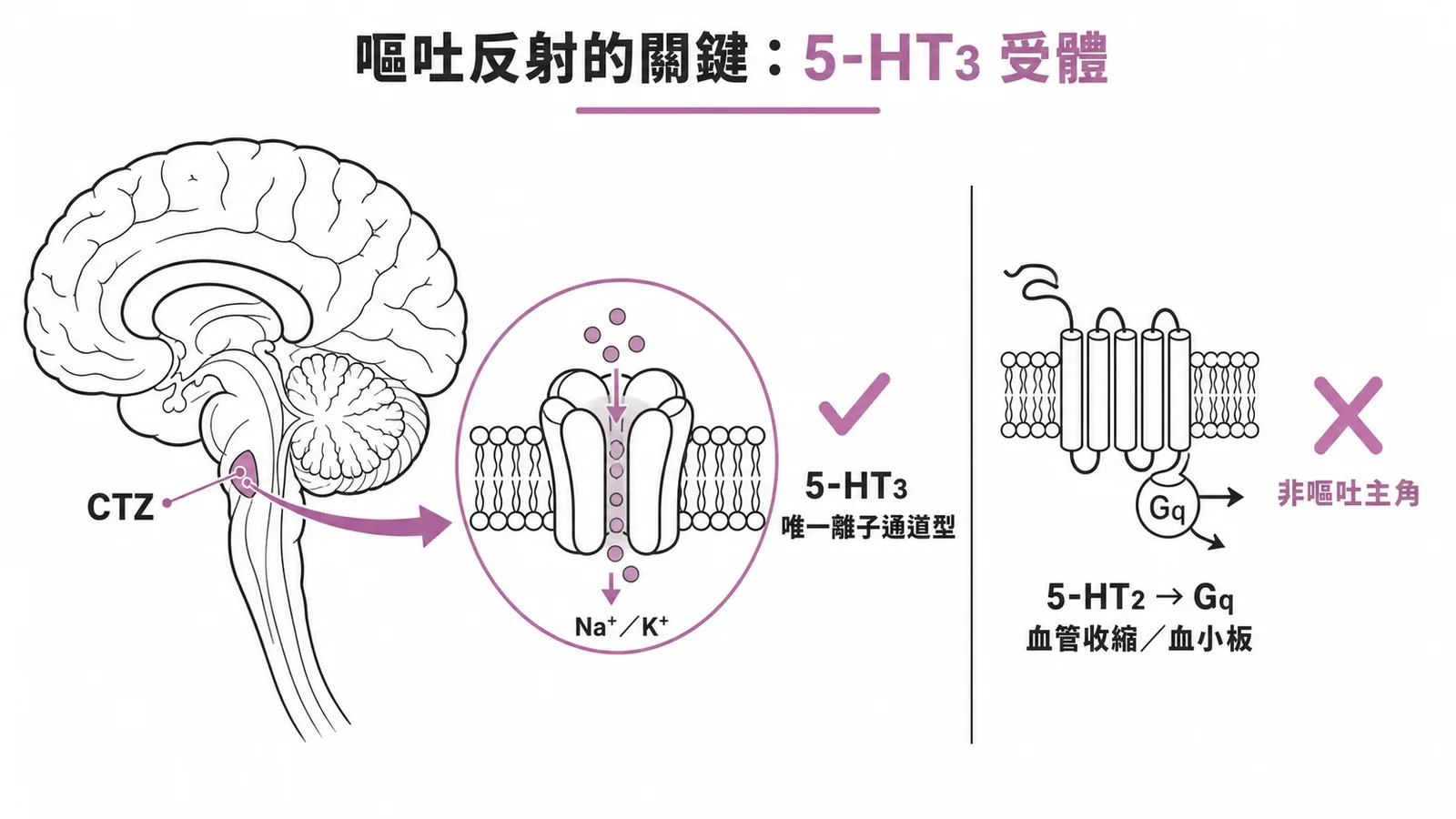 嘔吐反射的關鍵是 5-HT3 受體:唯一離子通道型,位於 CTZ