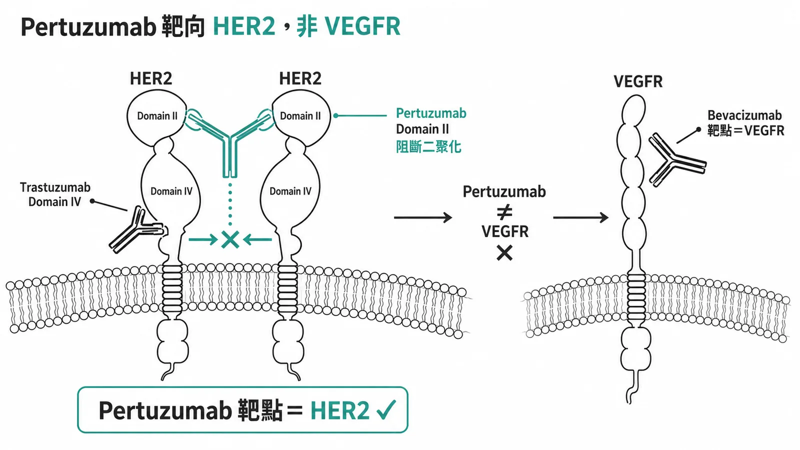 Pertuzumab 靶向 HER2 Domain II 阻斷二聚化，非 VEGFR