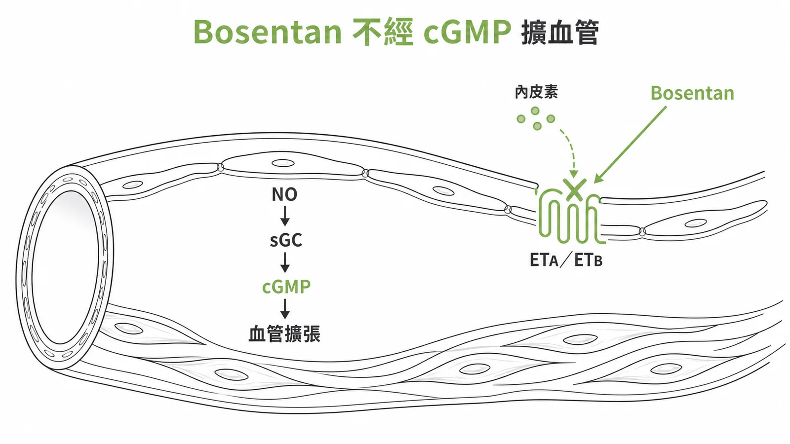 Bosentan阻斷內皮素受體擴血管而非透過cGMP途徑