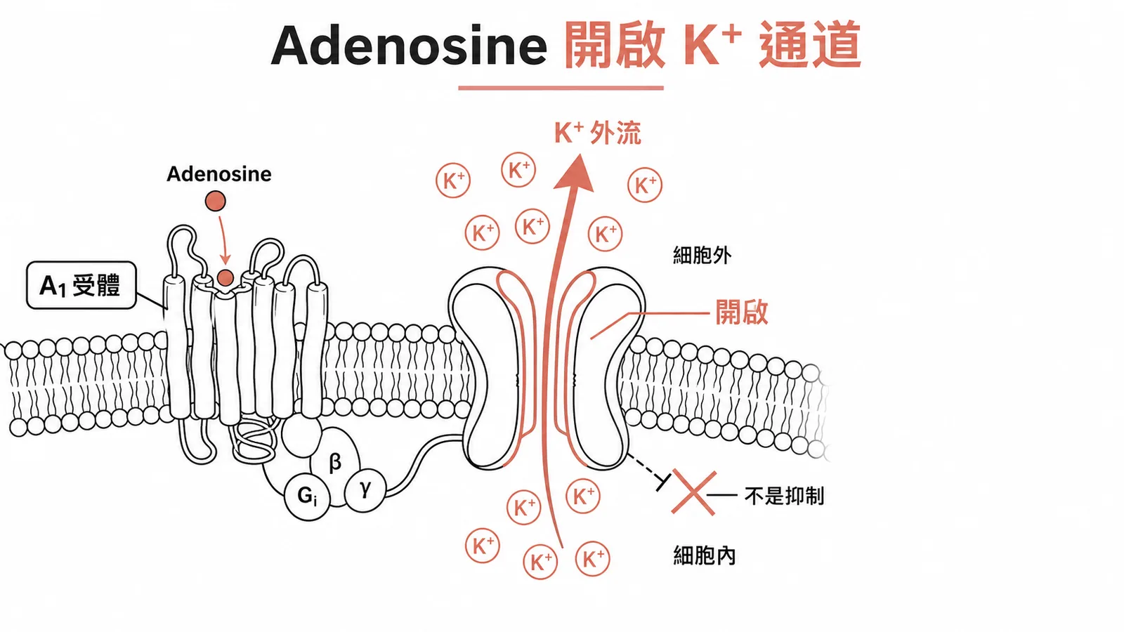 Adenosine透過A1受體開啟K+通道使K+外流超極化