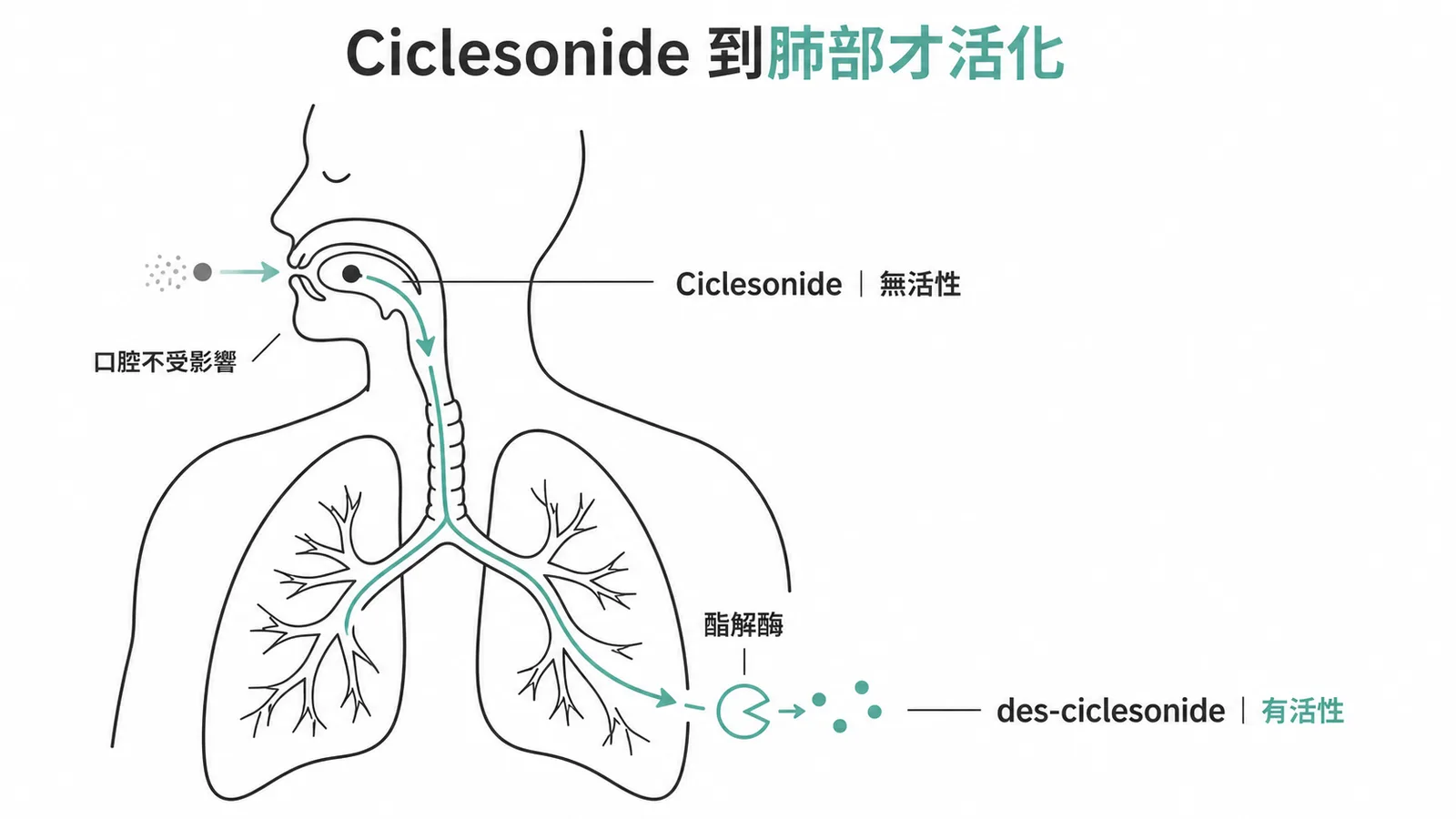 Ciclesonide前驅藥在肺部經酯解酶活化減少口腔念珠菌風險