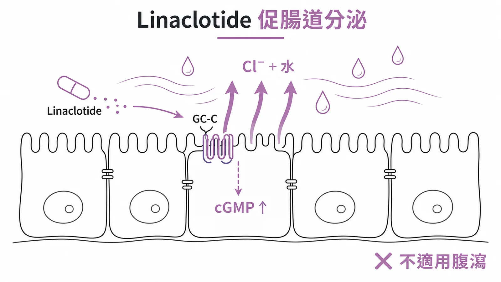 Linaclotide活化GC-C促進腸道Cl⁻和水分泌治便秘不適用腹瀉