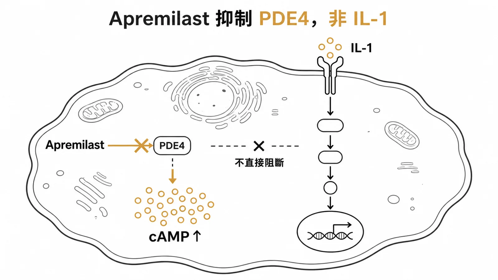 Apremilast抑制PDE4增加cAMP但不直接阻斷IL-1路徑