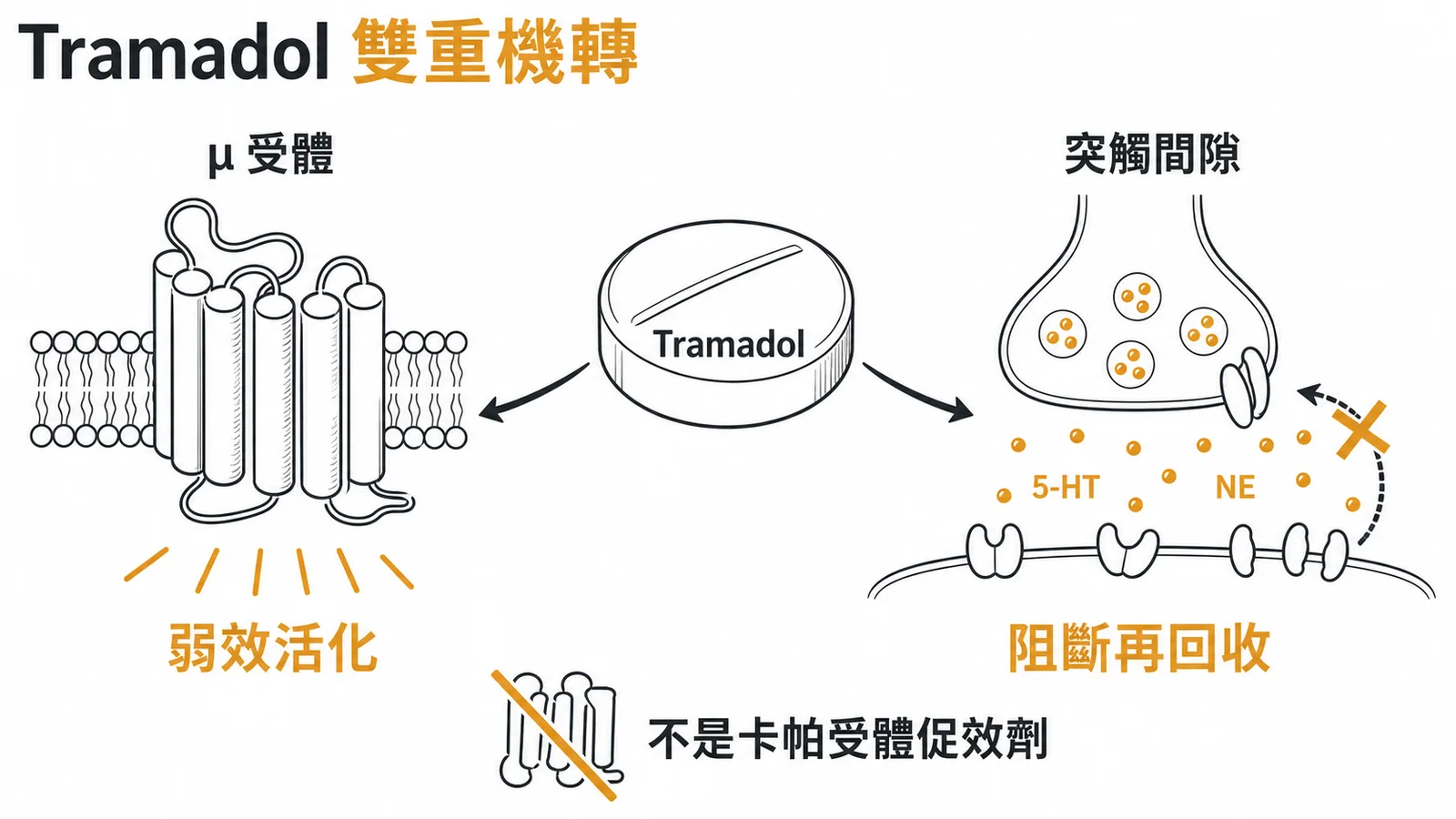 Tramadol雙重機轉示意圖