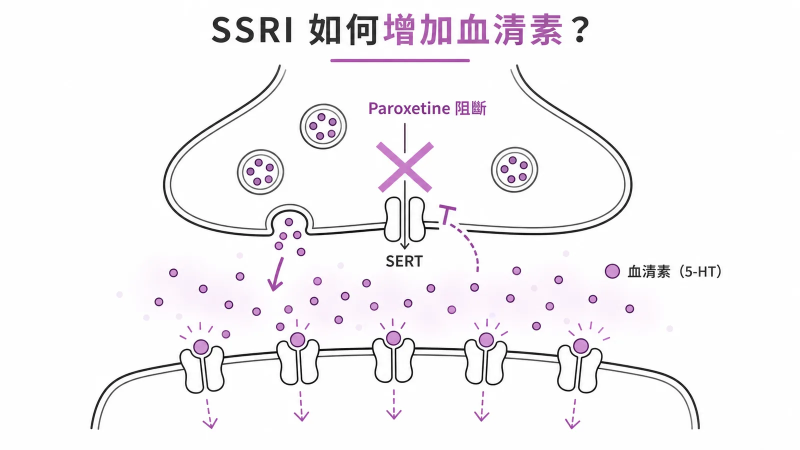 SSRI阻斷血清素回收機轉圖