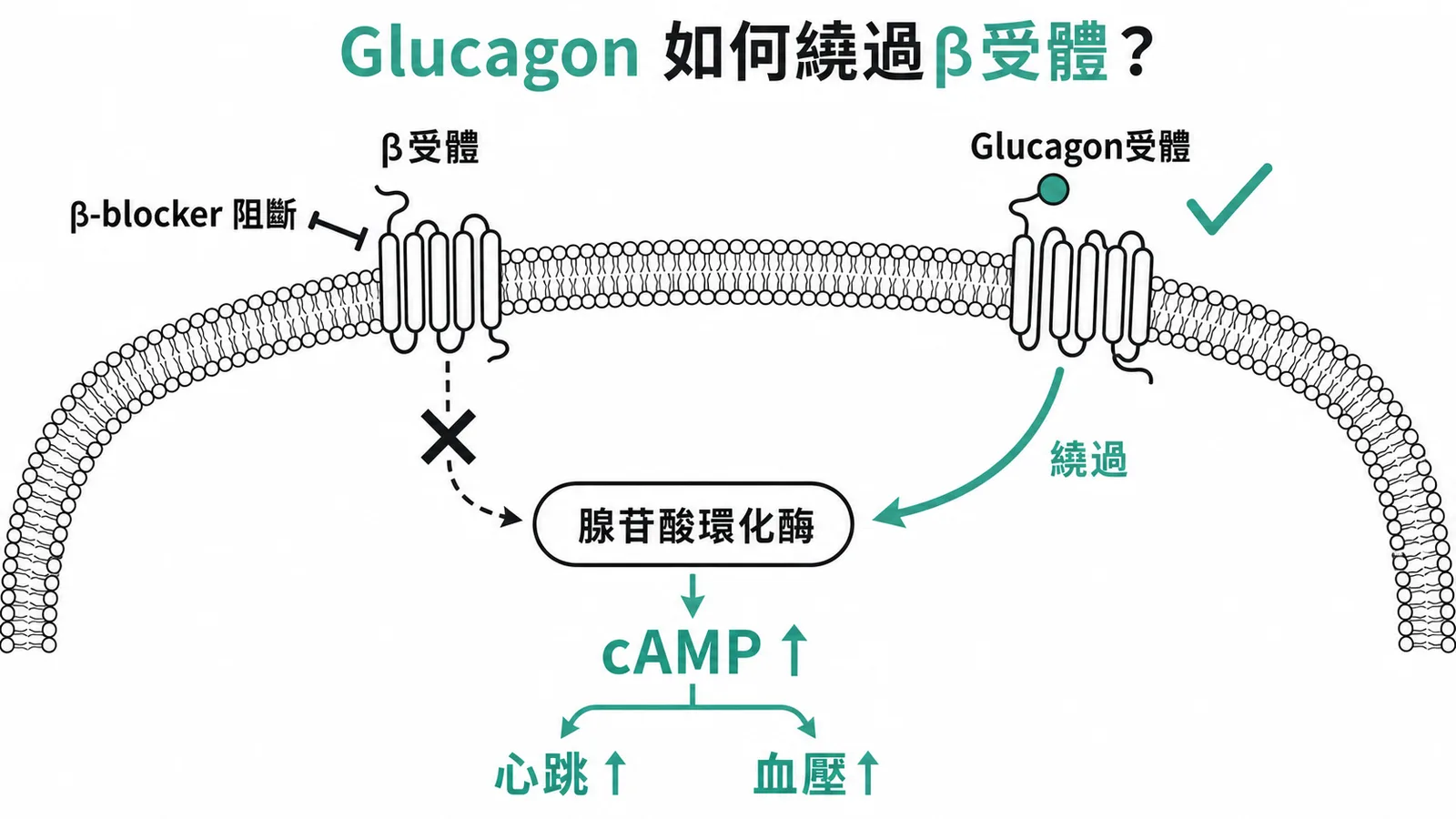Glucagon繞過β受體直接活化adenylate cyclase解毒機轉