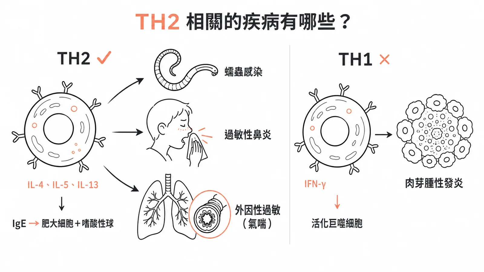 TH2與TH1細胞相關疾病對照圖