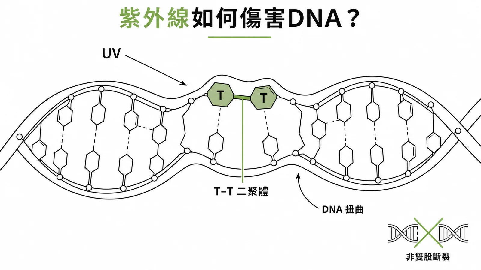 紫外線造成DNA嘧啶二聚體的示意圖
