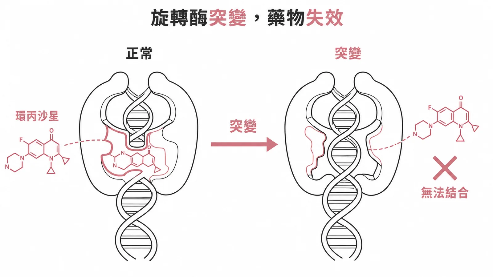 DNA旋轉酶突變後氟喹諾酮類抗生素無法結合而失效