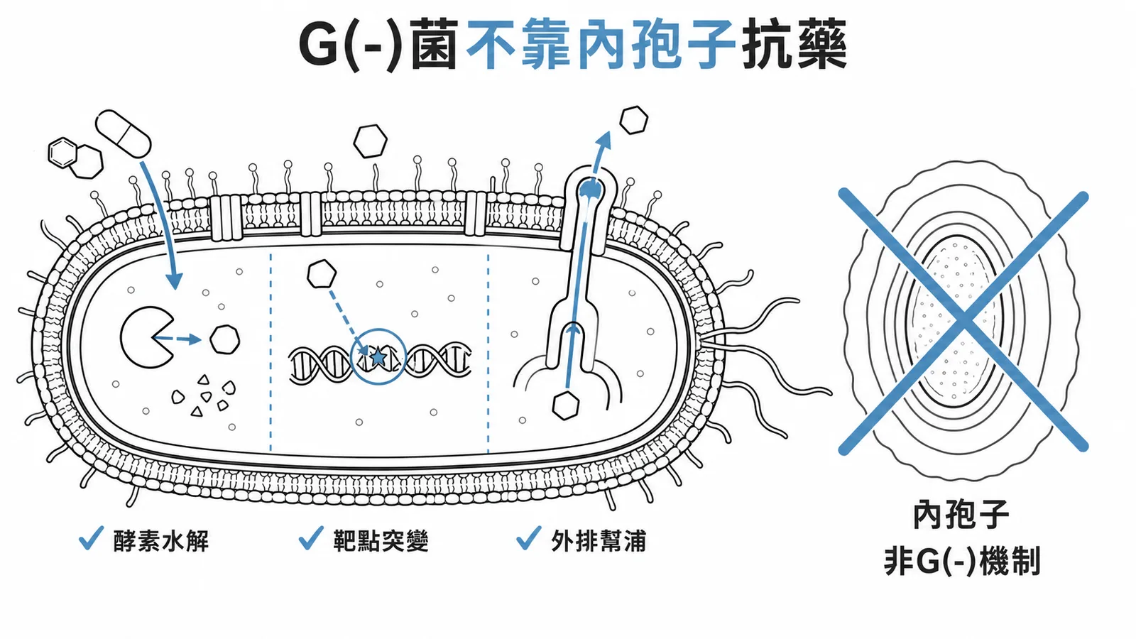 革蘭氏陰性菌三大抗藥機制(酵素水解、靶點突變、外排幫浦)與內孢子無關