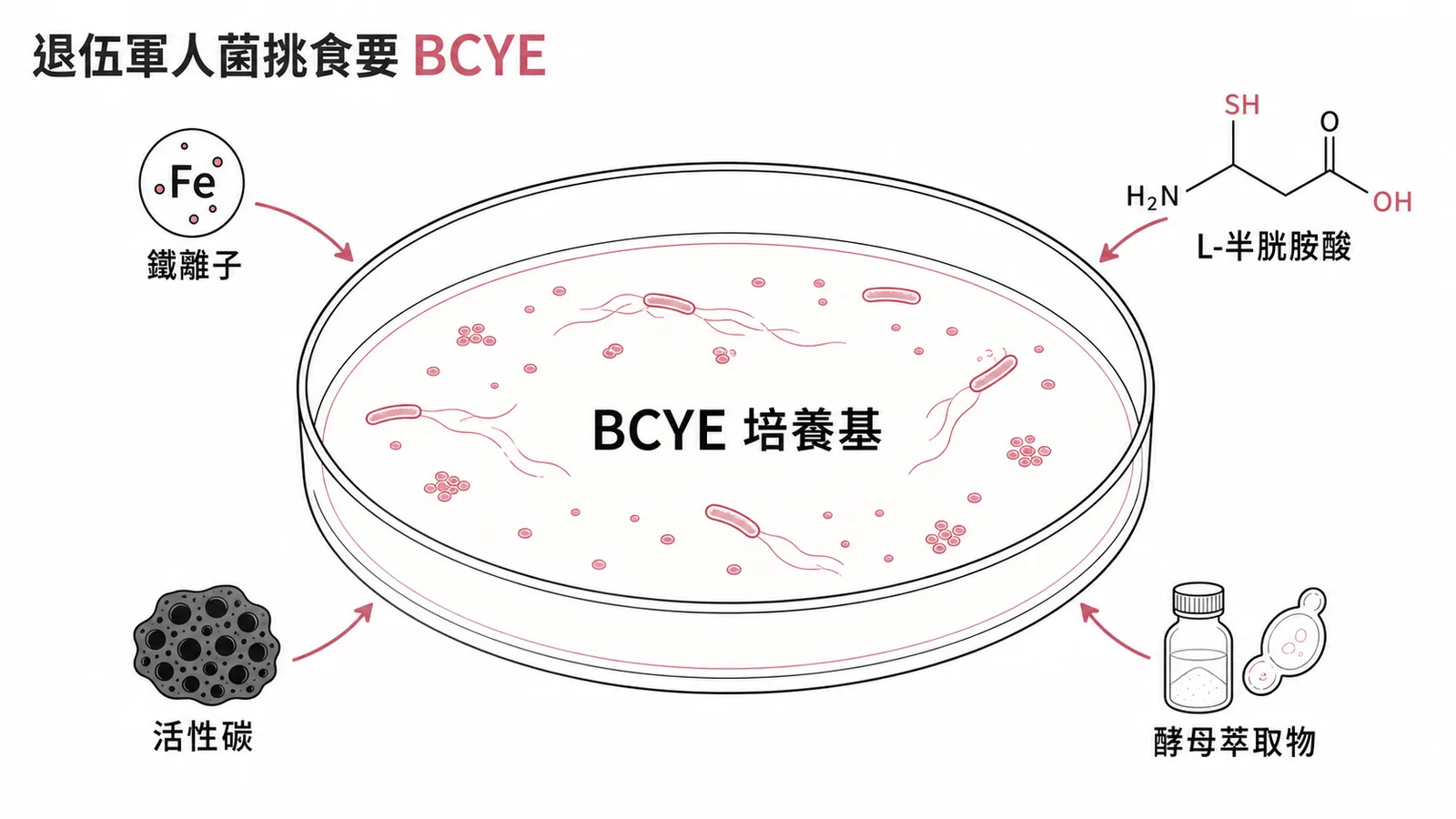 退伍軍人菌需BCYE培養基提供鐵離子、L-半胱胺酸、活性碳、酵母萃取物
