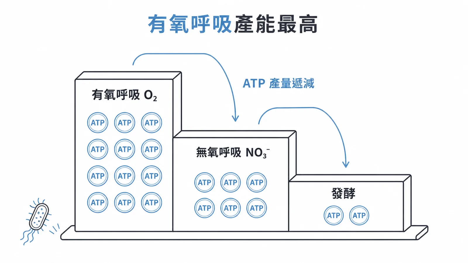 細菌產能效率:有氧呼吸O₂最高、無氧呼吸次之、發酵最低
