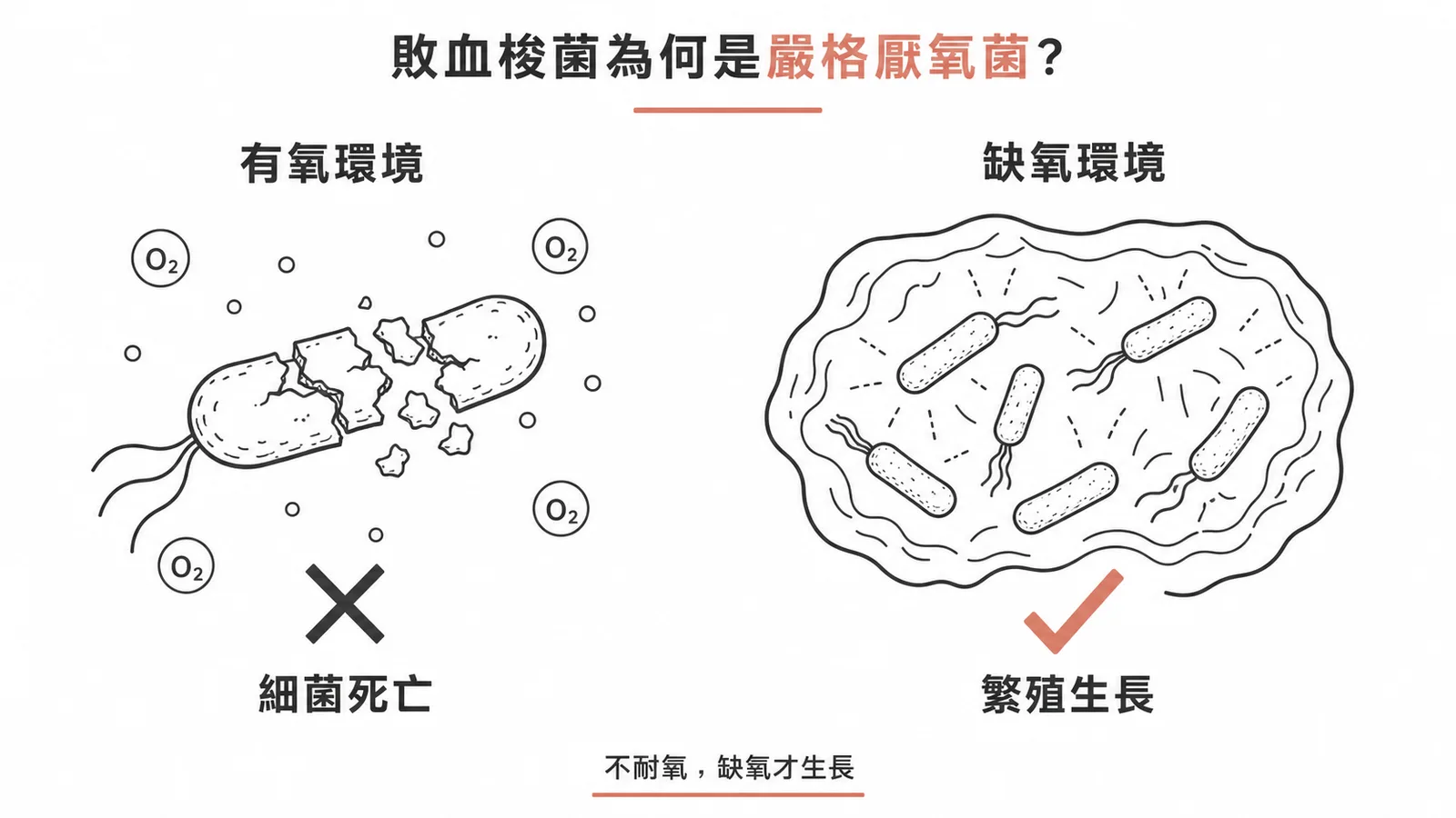 敗血梭菌為嚴格厭氧菌:有氧環境死亡、缺氧環境繁殖